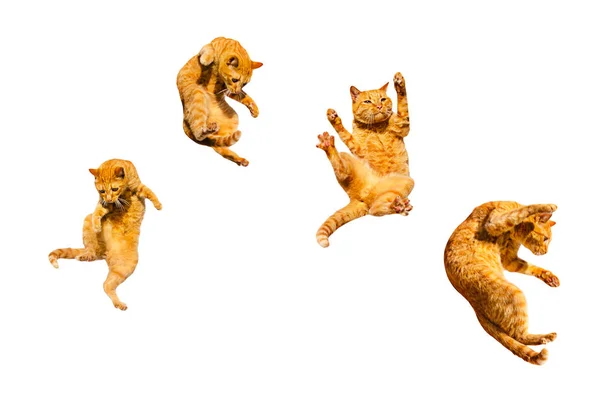 Beyaz bir arka planda dört kızıl uçan kedi..