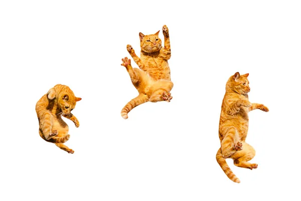 Three ginger dancing cats isolated on a white background. — 스톡 사진