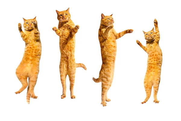 Trzy rude tańczące koty odizolowane na białym tle. — Zdjęcie stockowe