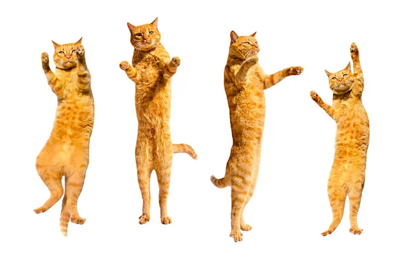 Tres gatos bailarines de jengibre aislados sobre un fondo blanco . —  Fotos de Stock