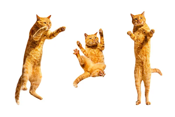 Beyaz bir arka planda üç kızıl dans eden kedi..