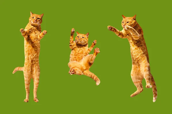 Yeşil bir arka planda üç kızıl dans eden kedi..