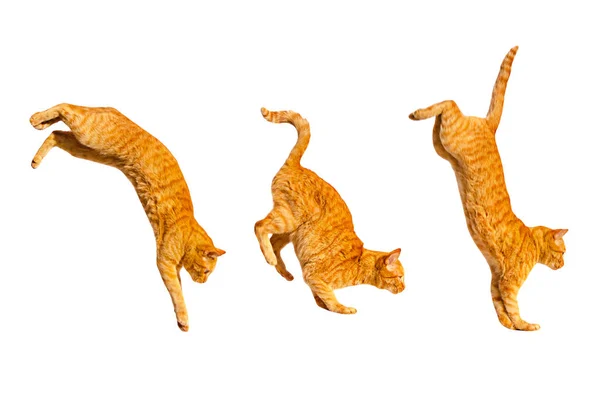 Três gatos saltadores de gengibre isolados em um fundo branco . — Fotografia de Stock