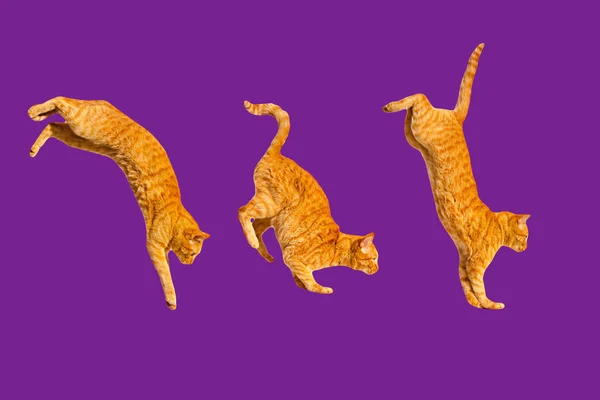แมวกระโดดขิงสามตัวแยกกันบนพื้นหลังสีม่วง . — ภาพถ่ายสต็อก
