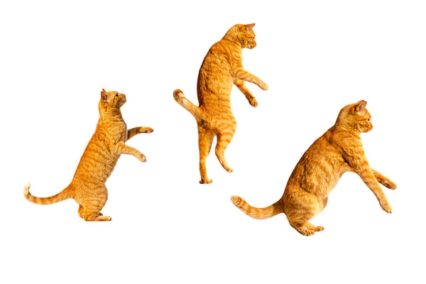 Three ginger jumping cats isolated on a white background.