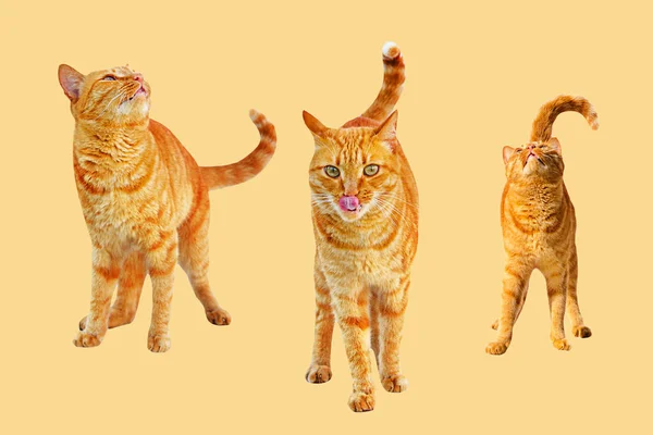 ขิงสามตัวยืนและเลียแมวบนพื้นหลังสีเบจ . — ภาพถ่ายสต็อก