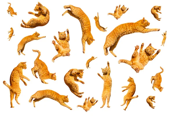 Muitos gengibre voando e pulando gatos engraçados isolados em um fundo branco — Fotografia de Stock