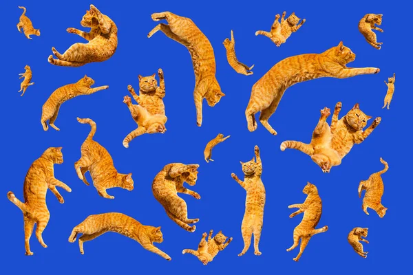 Muitos gengibre voando e pulando gatos engraçados isolados em um fundo azul — Fotografia de Stock