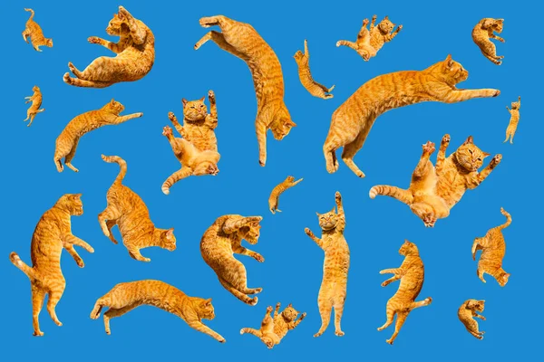 Birçok kızıl, mavi arka planda uçan ve zıplayan komik kediler. — Stok fotoğraf