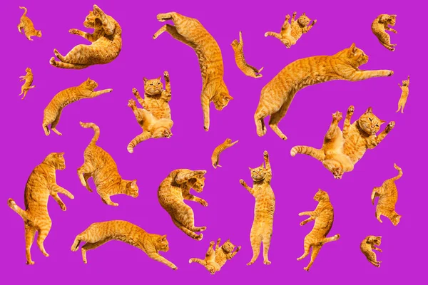 Sok gyömbér repül és ugrás vicces macskák elszigetelt Violet háttér — Stock Fotó