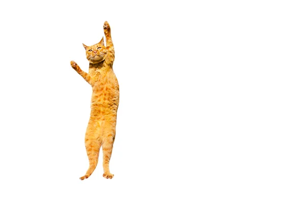 Ginger pensive cat standing on its hind legs isolated on a white background. — Stock Photo, Image