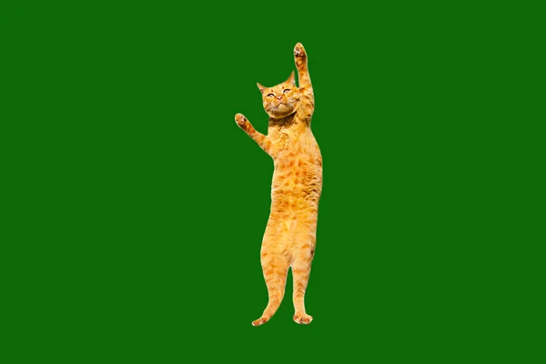 Dancing ginger cat raises his paw up isolated on a green background. — 스톡 사진