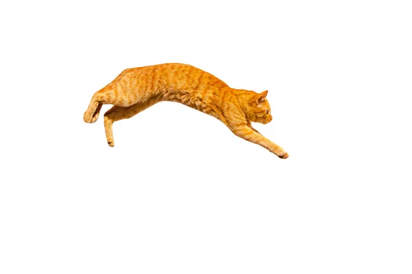 Jumping ginger cat isolated on a white background. — Stock Photo, Image
