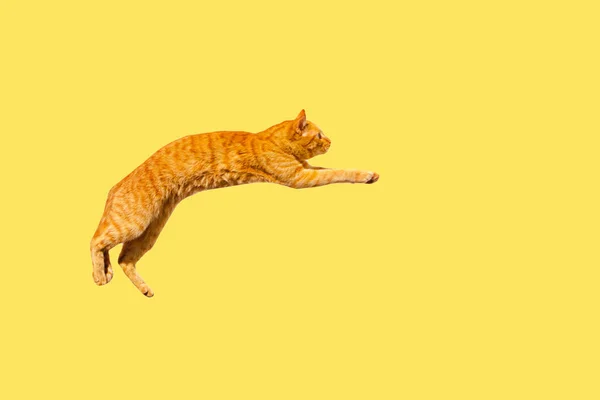 Saltando gato gengibre isolado em um fundo amarelo . — Fotografia de Stock