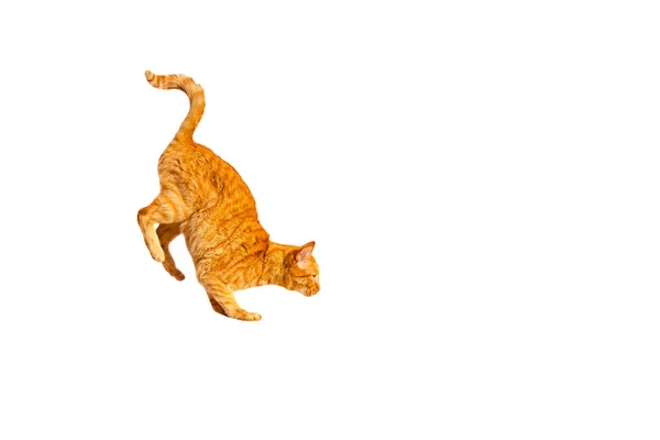 Ginger trained circus cat goes on its front legs, isolated on a white background.