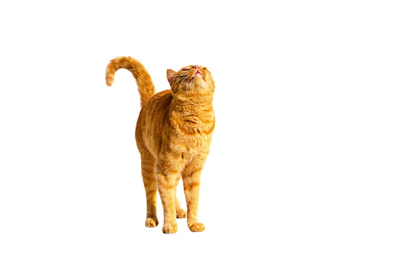 Ginger cat looks up isolated on a white background. — Stock Photo, Image