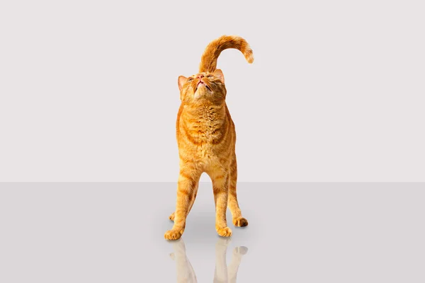 Ginger cat olha para cima em um fundo leve . — Fotografia de Stock