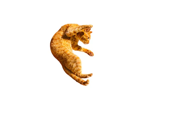 Falling down ginger cat isolated on a white background. — 스톡 사진