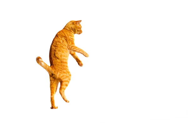 Ginger gato de pé em suas patas traseiras isolado em um fundo branco . — Fotografia de Stock