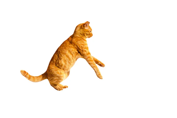 Ginger cat standing on its hind legs isolated on a white background. — Stock Photo, Image