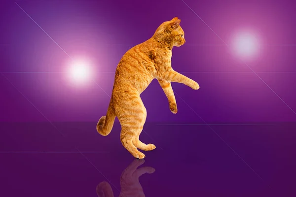 Танцующая диско рыжая кошка на фиолетовом фоне с сиянием света . — стоковое фото