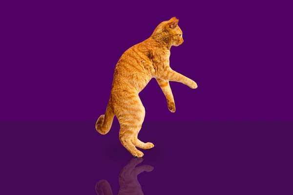 Chat dansant au gingembre disco sur fond violet avec un éclat de lumière . — Photo