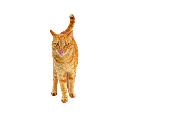 Gember kat staan en likken geïsoleerd op een witte achtergrond — Stockfoto