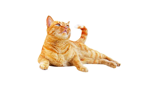 Ginger gato de pé e olha para cima em um fundo branco — Fotografia de Stock