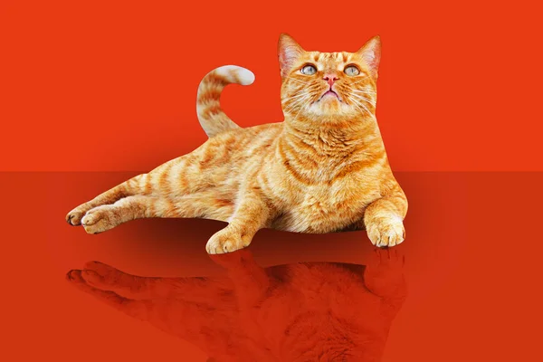แมวขิงโกหกและมองขึ้นบนพื้นหลังสีแดง . — ภาพถ่ายสต็อก