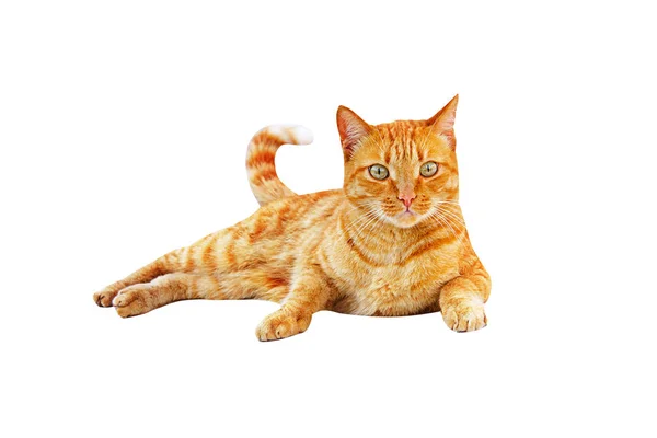 Ginger gato de pé e olha para cima em um fundo branco — Fotografia de Stock