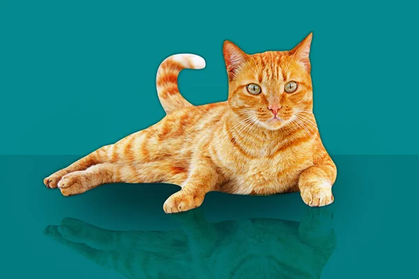 Ginger gato de pé e olha para cima em um fundo azul — Fotografia de Stock