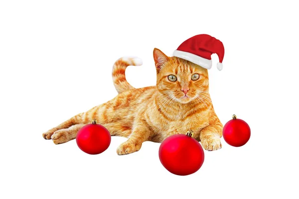 Noel Baba 'nın şapkasındaki kızıl Noel kedisi beyaz arka planda izole edilmiş bir Noel topunun içinde yatıyor.. — Stok fotoğraf