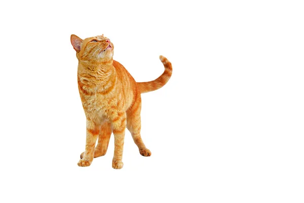 Ginger cat olha para cima isolado em um fundo branco . — Fotografia de Stock