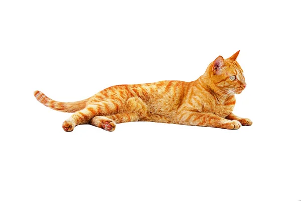 Ginger gato mentiras e lambendo isolado em um fundo branco — Fotografia de Stock