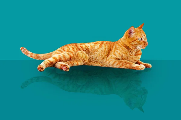 Ginger gato encontra-se em um fundo azul — Fotografia de Stock