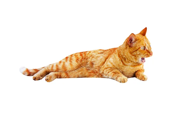 Ginger gato mentiras e lambendo isolado em um fundo branco — Fotografia de Stock