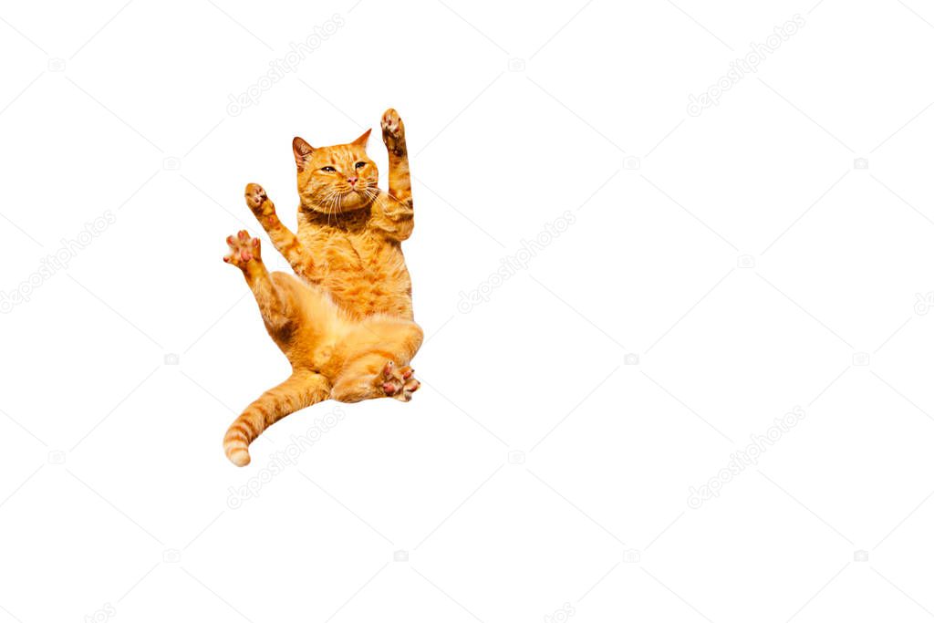 Falling down ginger cat isolated on a white background.