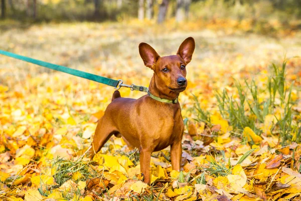 Portrait of miniature pinscher on a background of yellow autumn leaves — 스톡 사진