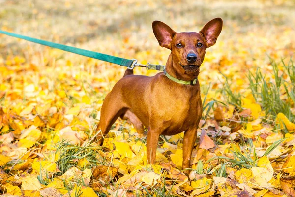 Retrato de pinscher miniatura em um fundo de folhas de outono amarelas — Fotografia de Stock