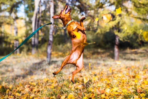 Портрет прыгающего миниатюрного пиншера на фоне желтых осенних листьев . — стоковое фото