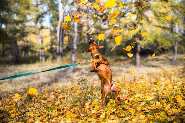 Portret van springende miniatuur pinscher op een achtergrond van gele herfstbladeren. — Stockfoto