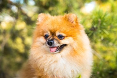 Zencefilli Pomeranya köpeğinin portresi.