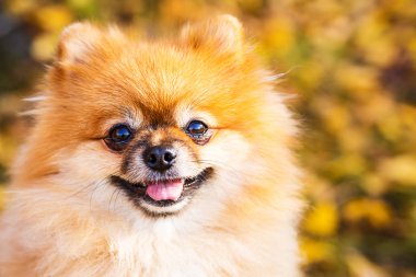 Sonbahar doğasında kızıl Pomeranya köpeğinin portresi.