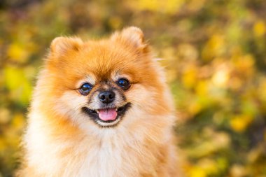 Sonbahar doğasında kızıl Pomeranya köpeğinin portresi.
