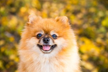 Sonbahar doğasında kızıl Pomeranya köpeğinin portresi.