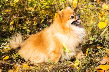 Sonbahar doğasında kızıl Pomeranya köpeğinin portresi.