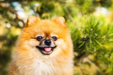 Sonbahar doğasında kızıl Pomeranya köpeğinin portresi.