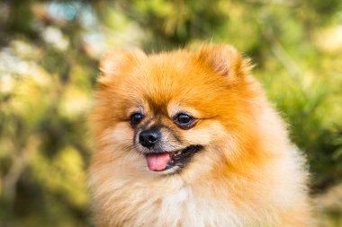 Sonbahar doğasında kızıl Pomeranya köpeğinin portresi.