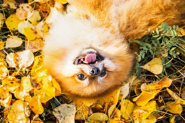 Retrato de jengibre Pomerania perro en un fondo de naturaleza otoñal . — Foto de Stock