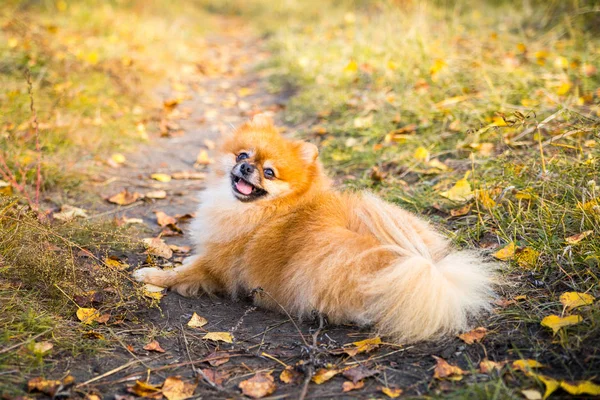Portrait of ginger Pomeranian dog on a autumnal nature background. — Stock Photo, Image